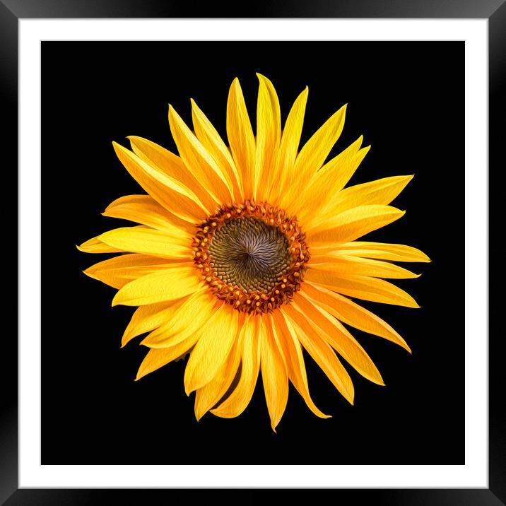 Single sunflower Framed Mounted Print by Bryn Morgan