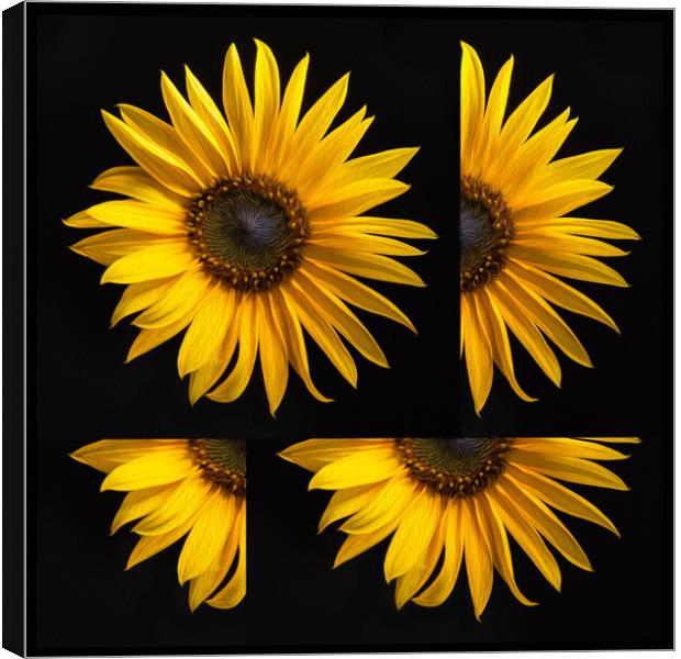 Sunflower Canvas Print by Bryn Morgan