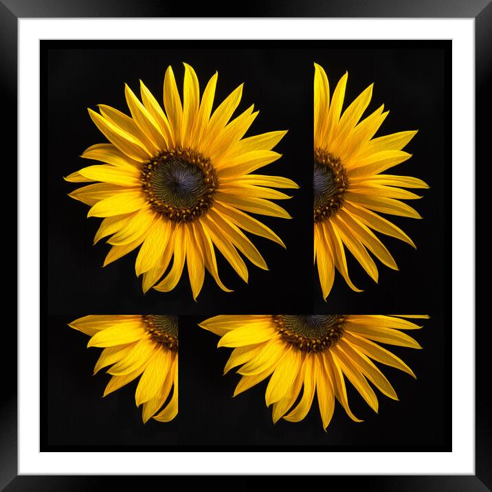 Sunflower Framed Mounted Print by Bryn Morgan