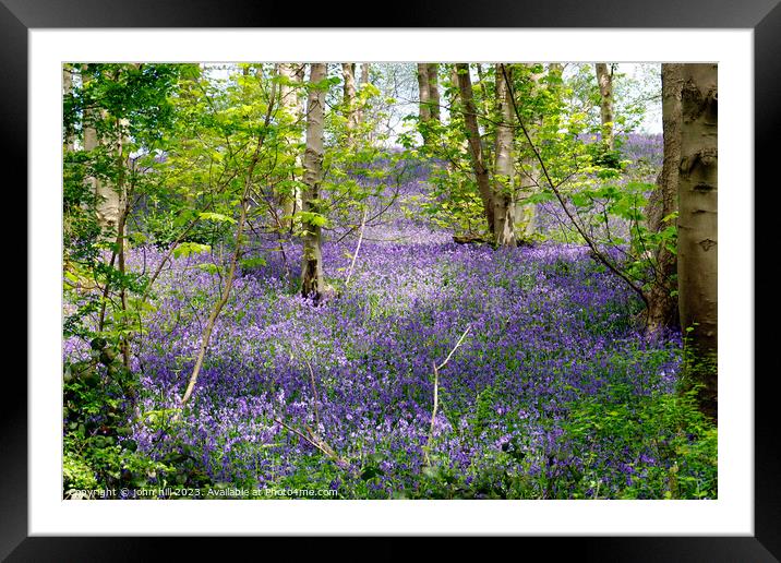 Bluebell woods. Framed Mounted Print by john hill