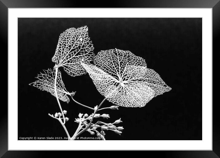 Winter Hydrangea black and white Framed Mounted Print by Karen Slade