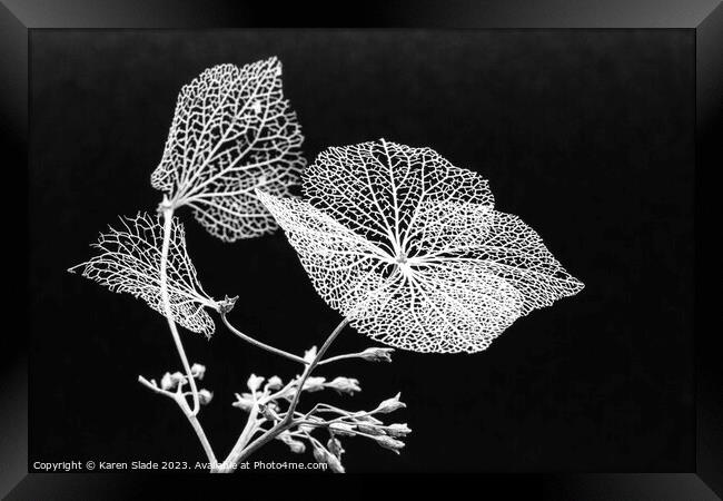 Winter Hydrangea black and white Framed Print by Karen Slade