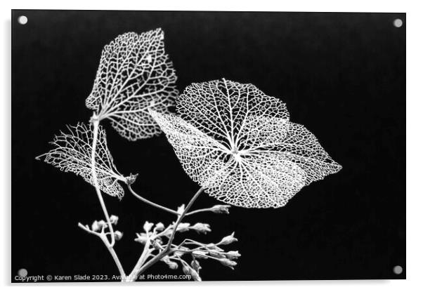 Winter Hydrangea black and white Acrylic by Karen Slade