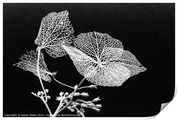 Winter Hydrangea black and white Print by Karen Slade
