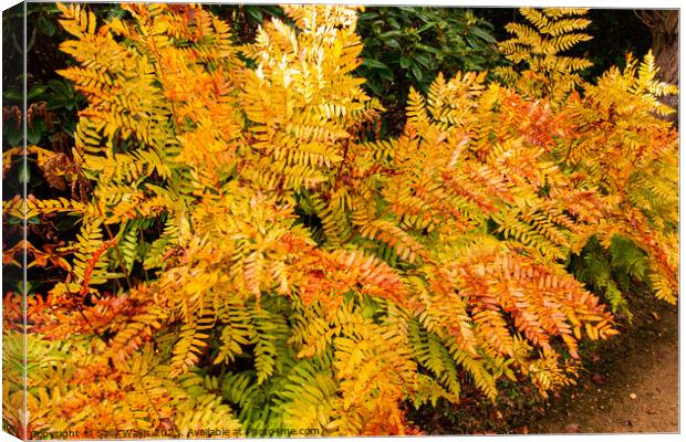 Bracken colours of Autumn Canvas Print by Sally Wallis
