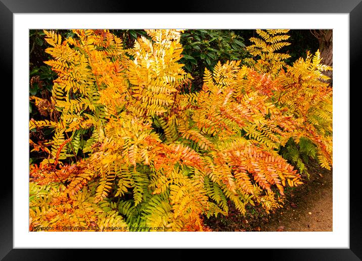 Bracken colours of Autumn Framed Mounted Print by Sally Wallis