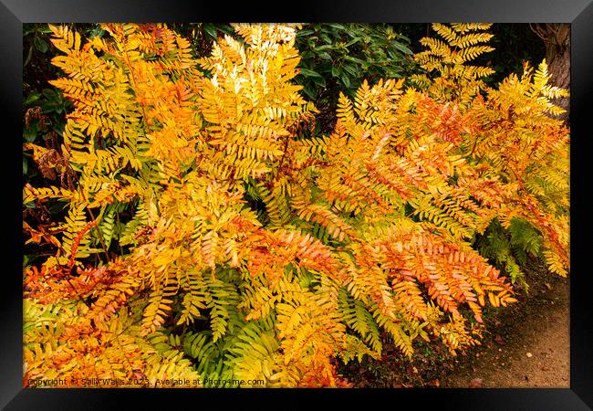 Bracken colours of Autumn Framed Print by Sally Wallis