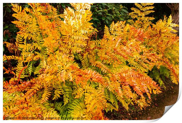 Bracken colours of Autumn Print by Sally Wallis