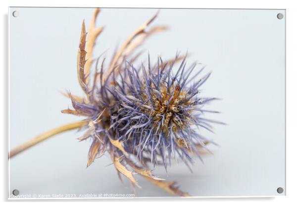 Thistle in profile Acrylic by Karen Slade