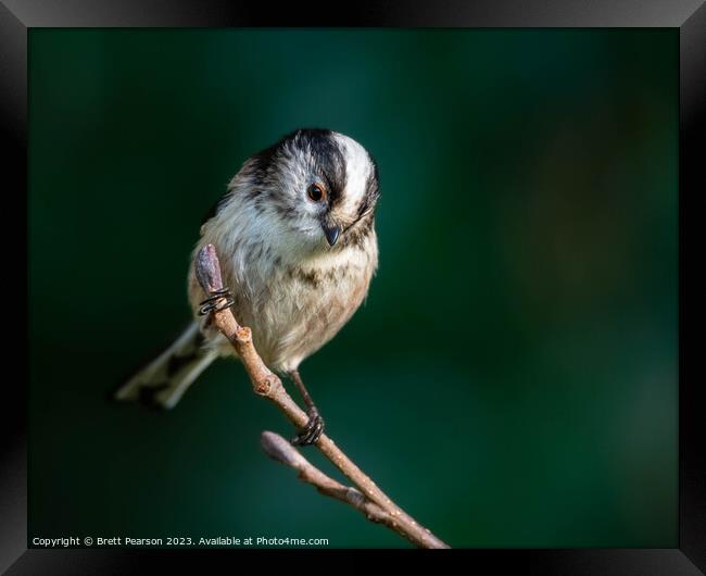 Long tailed tit Framed Print by Brett Pearson