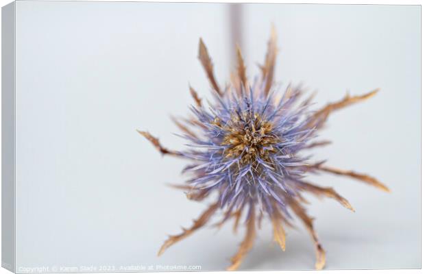 Purple Thistle  Canvas Print by Karen Slade