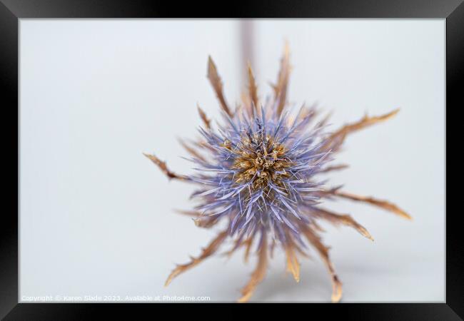 Purple Thistle  Framed Print by Karen Slade