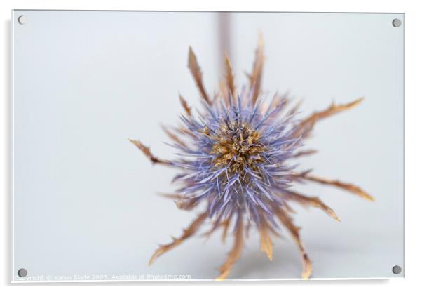 Purple Thistle  Acrylic by Karen Slade