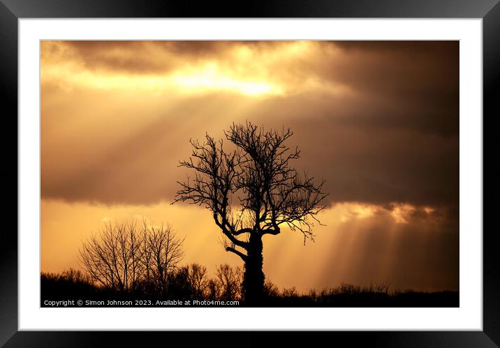 Sunset tree Framed Mounted Print by Simon Johnson