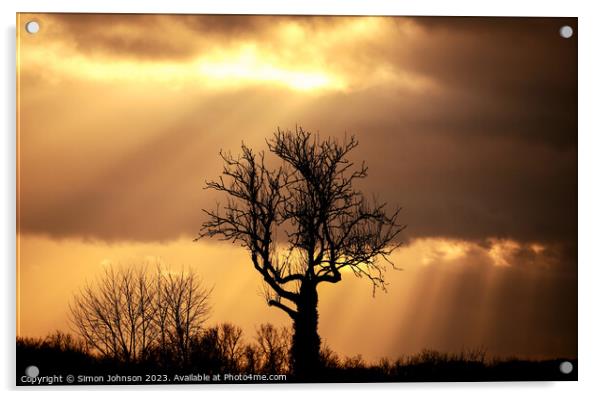 Sunset tree Acrylic by Simon Johnson