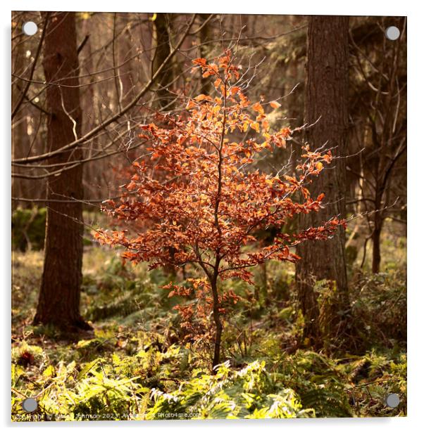 Sunlit Beech tree Acrylic by Simon Johnson