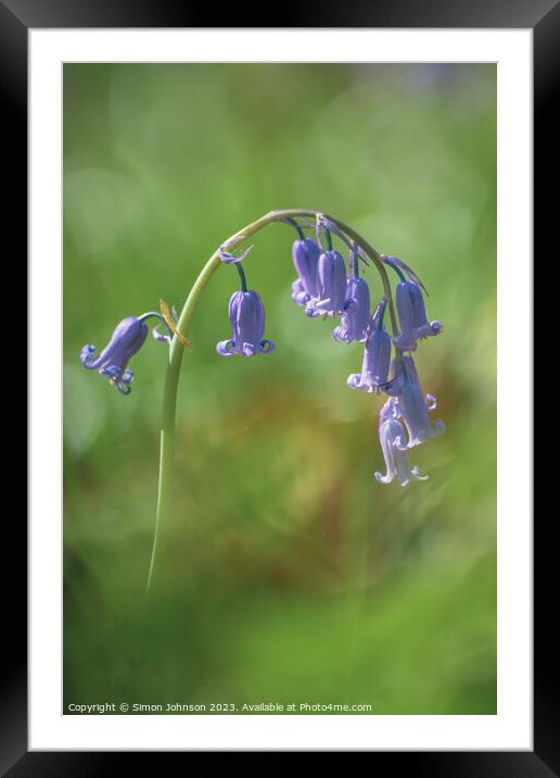 Bluebell flower Framed Mounted Print by Simon Johnson