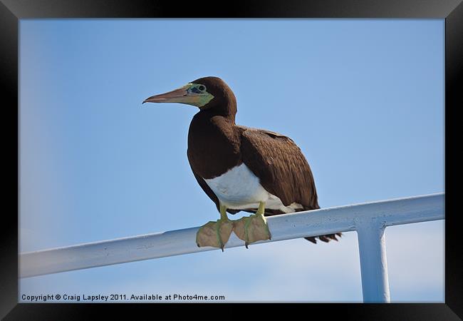 Brown Booby resting Framed Print by Craig Lapsley