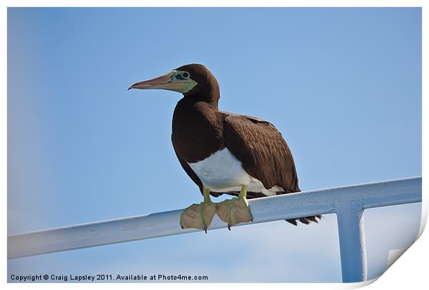 Brown Booby resting Print by Craig Lapsley