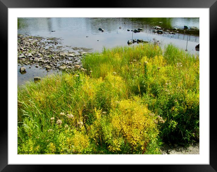 Colourful grasses Framed Mounted Print by Stephanie Moore