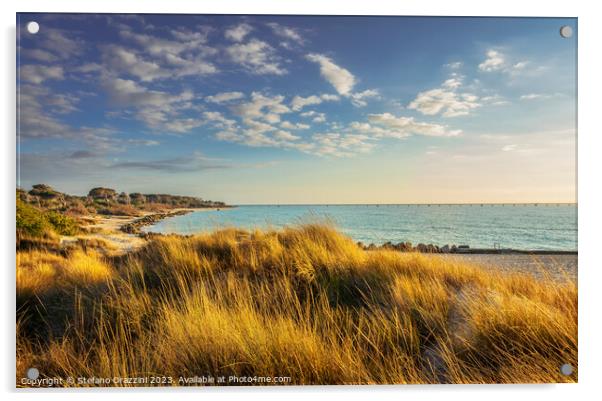 Grass on the dunes, Vada white sand beach . Rosignano, Tuscany,  Acrylic by Stefano Orazzini