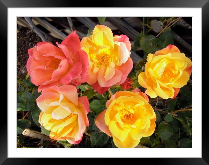 Multi-coloured roses Framed Mounted Print by Stephanie Moore