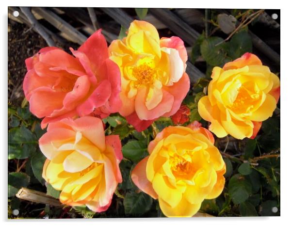 Multi-coloured roses Acrylic by Stephanie Moore