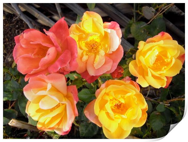 Multi-coloured roses Print by Stephanie Moore