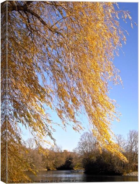 Windblown willow leaves Canvas Print by Stephanie Moore