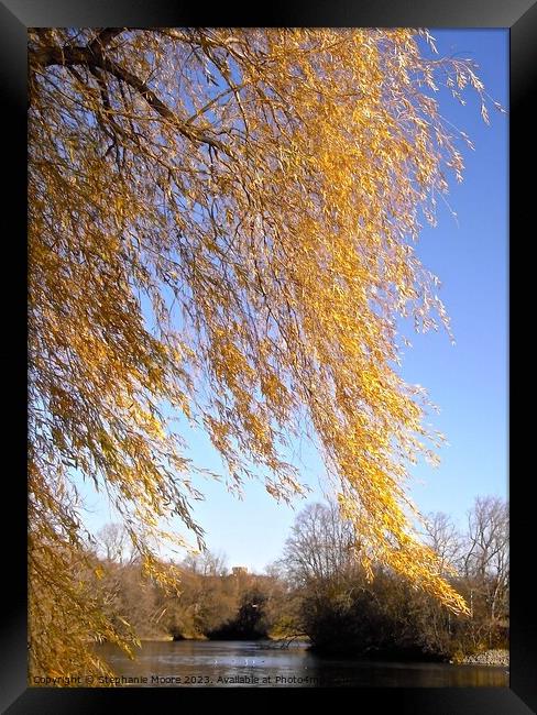 Windblown willow leaves Framed Print by Stephanie Moore