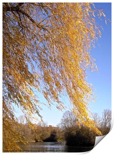 Windblown willow leaves Print by Stephanie Moore