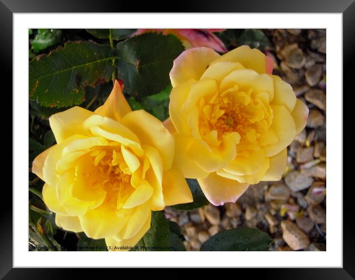 Yellow roses Framed Mounted Print by Stephanie Moore