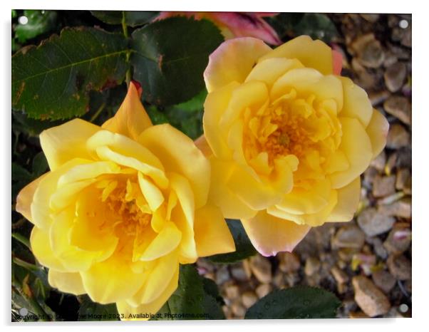 Yellow roses Acrylic by Stephanie Moore
