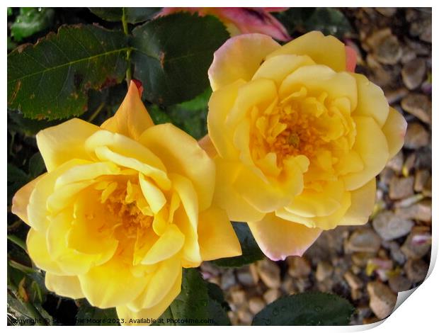 Yellow roses Print by Stephanie Moore