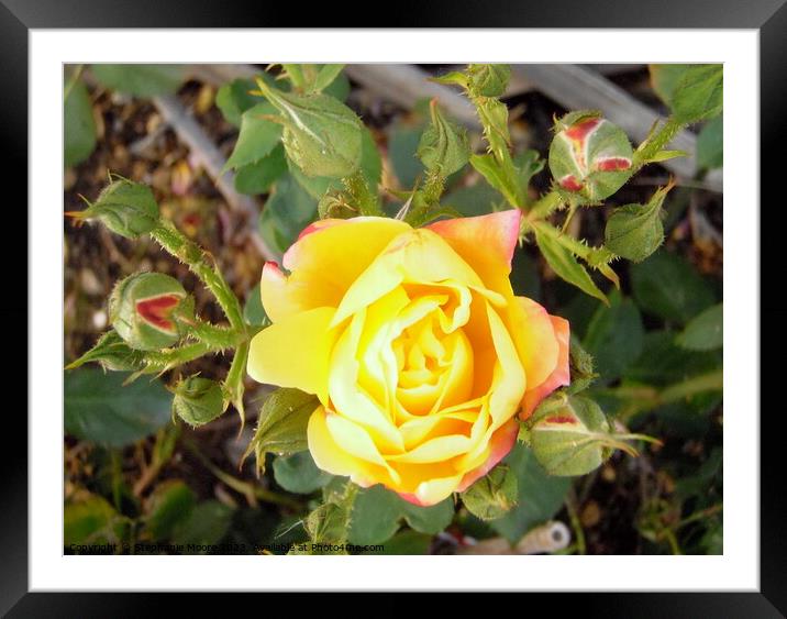 Yellow rose buds Framed Mounted Print by Stephanie Moore