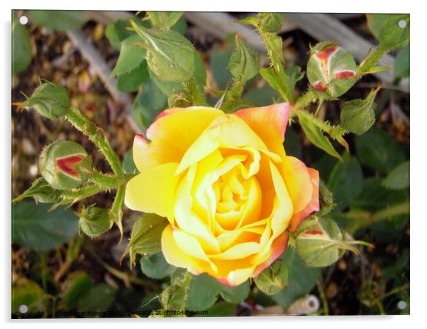 Yellow rose buds Acrylic by Stephanie Moore
