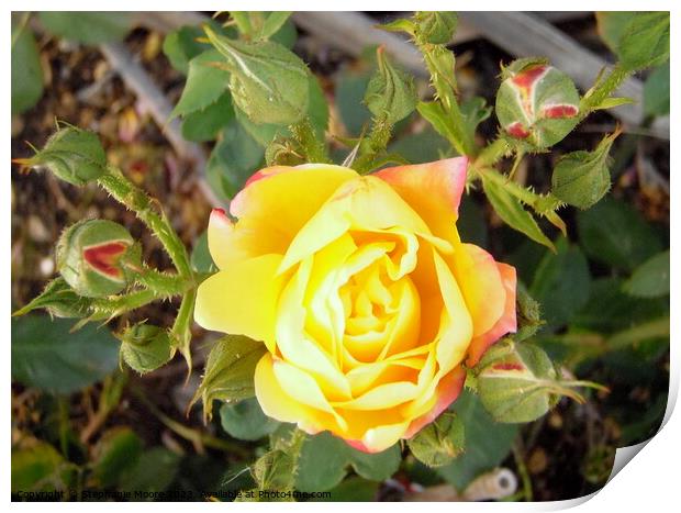 Yellow rose buds Print by Stephanie Moore