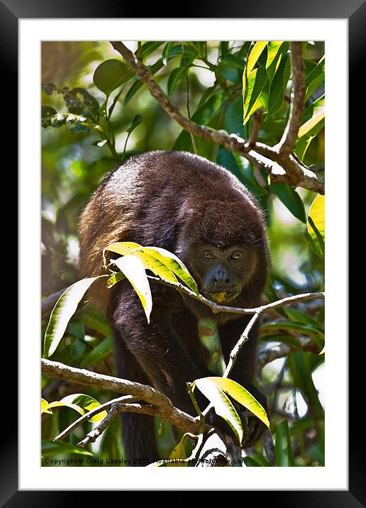 Congo (Howler) monkey Framed Mounted Print by Craig Lapsley