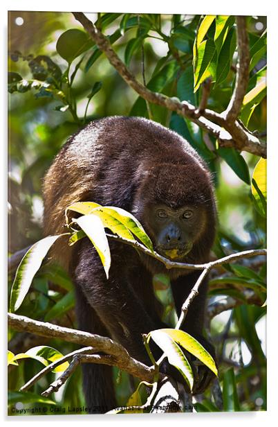Congo (Howler) monkey Acrylic by Craig Lapsley