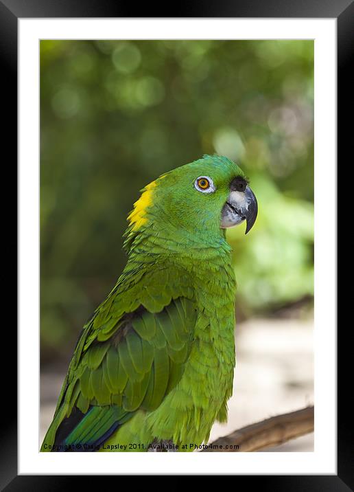Yellow Naped parrot Framed Mounted Print by Craig Lapsley
