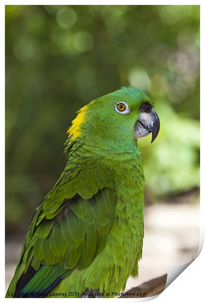 Yellow Naped parrot Print by Craig Lapsley