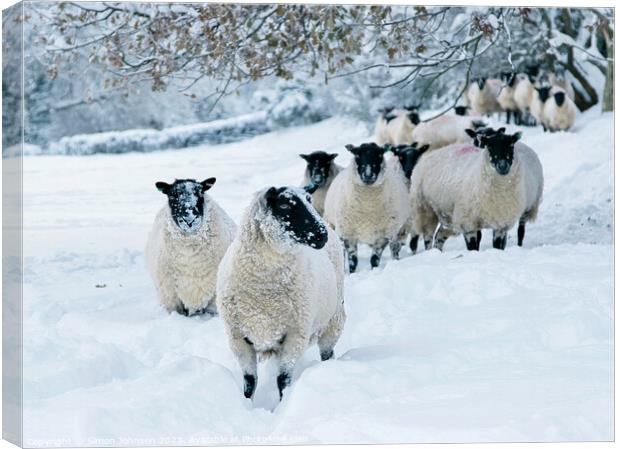 snowy sheep Canvas Print by Simon Johnson