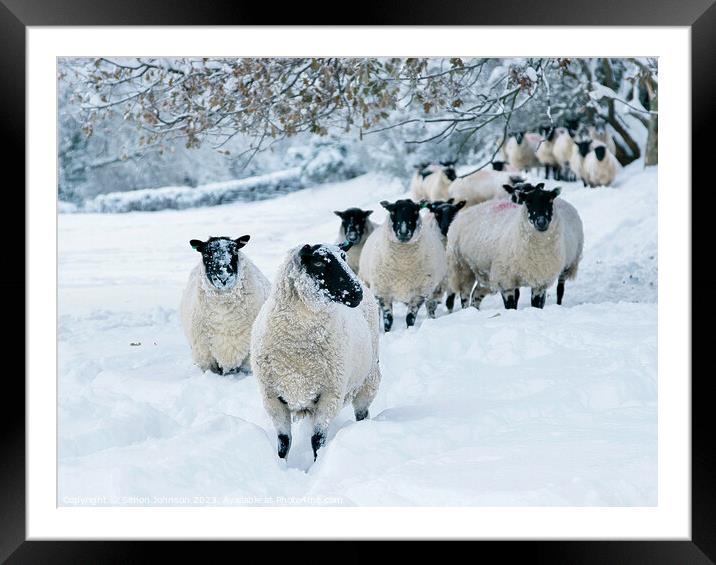 snowy sheep Framed Mounted Print by Simon Johnson