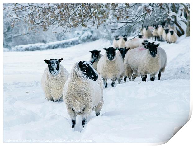 snowy sheep Print by Simon Johnson