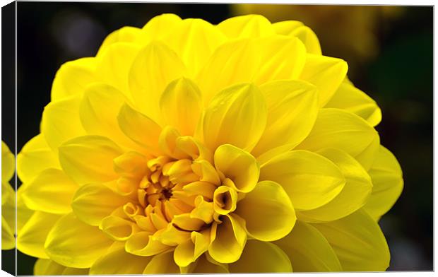 Yellow Dahlia Canvas Print by Kevin Tate