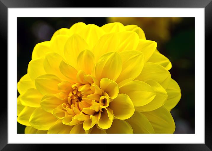 Yellow Dahlia Framed Mounted Print by Kevin Tate