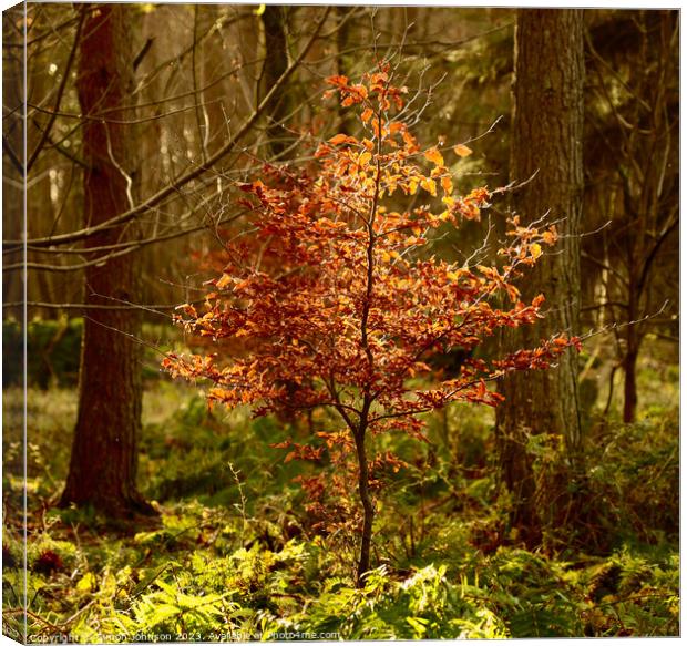 Beech tree Canvas Print by Simon Johnson