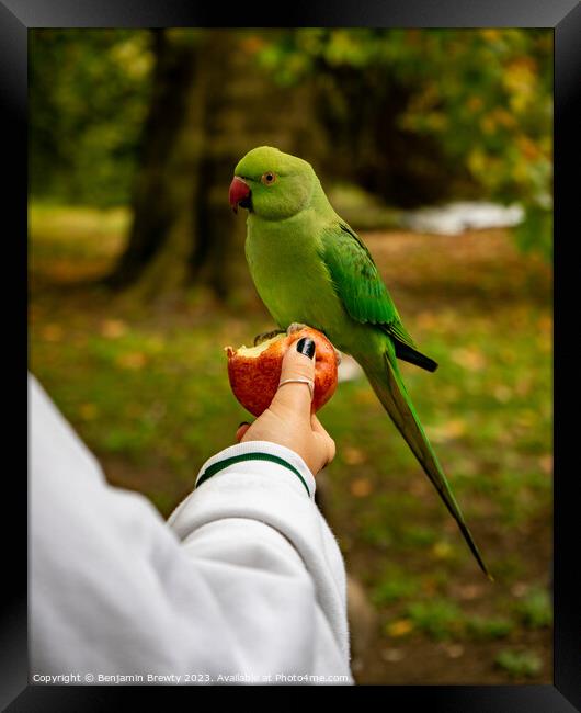 Parakeet Framed Print by Benjamin Brewty