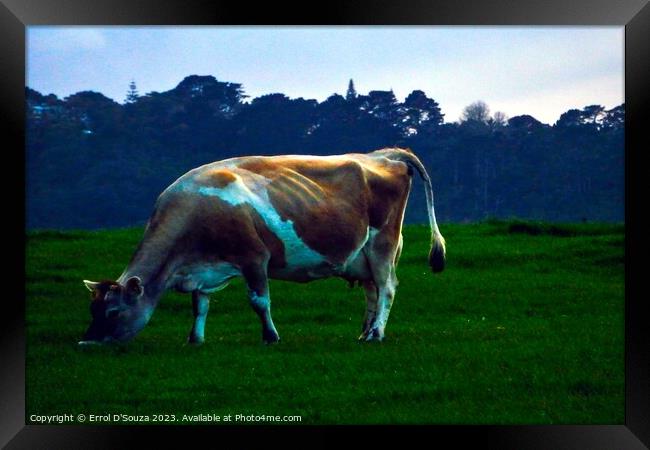 Jersey Cow Framed Print by Errol D'Souza
