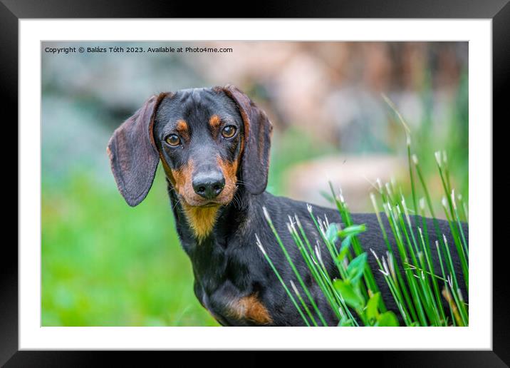  Dachshund looking to the camera Framed Mounted Print by Balázs Tóth